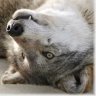 Tairin