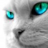 КошкиРулят
