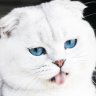 WonderKitty