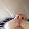 catauri