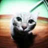 Meaw_