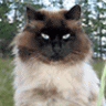 Coobold