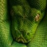 Taipan!