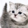 Leshka-O_o
