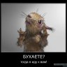 Oktas