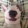 BullterierАлиска