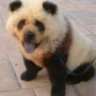 friendly.panda