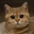 Lovely Cat