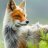 Mad_Fox