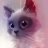 Tequila Cat