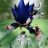 sonic__69