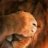 imcrazytimon