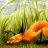 MistyFox