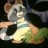 iraccoon