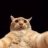 JohnnyCatsville